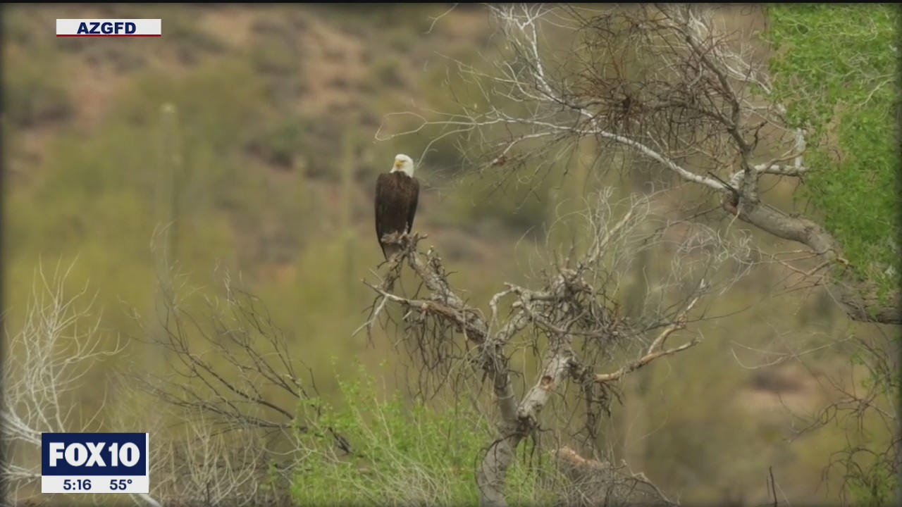 Nesting season for Bald Eagle underway in Arizona