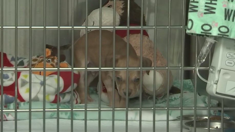 Preventing and treating parvo in puppies