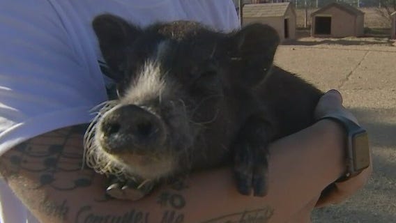 Better Piggies Rescue in Phoenix selling T-shirts to raise money