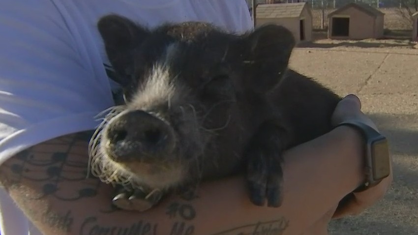 Better Piggies Rescue in Phoenix selling T-shirts to raise money