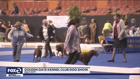 Golden Gate Kennel Club Dog Show underway in Daly City's Cow Palace