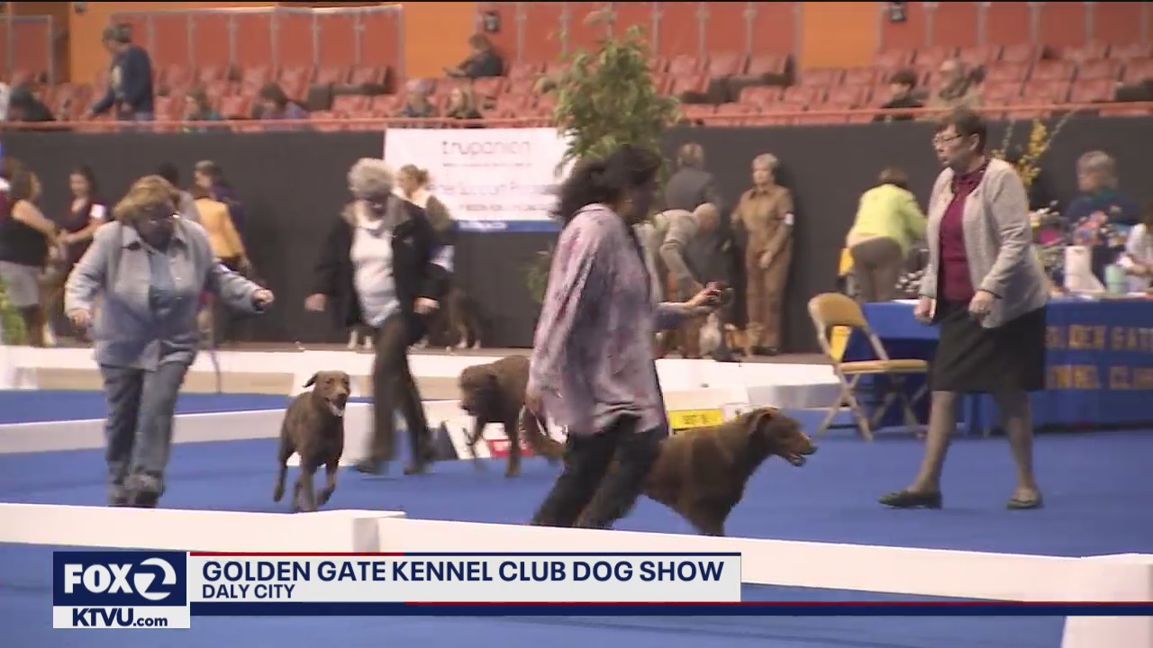 Golden Gate Kennel Club Dog Show underway in Daly City's Cow Palace