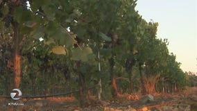 Outages cause problems for wineries