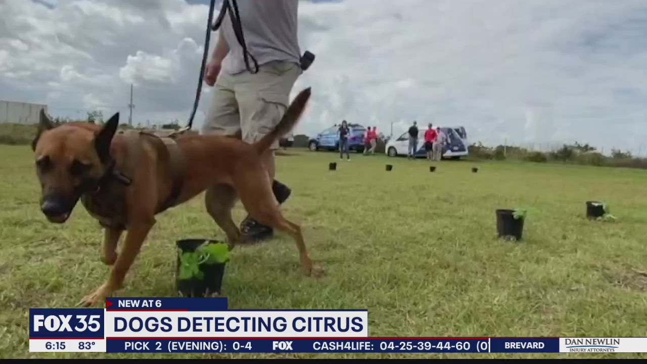 Dogs detecting citrus greening
