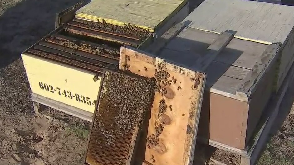 Behind the scenes at an Arizona honey farm