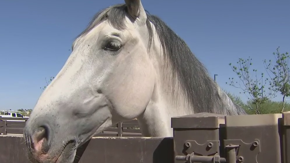 Medieval Times resumes educational shows