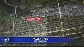 Man and woman taken to trauma center after tree falls on them