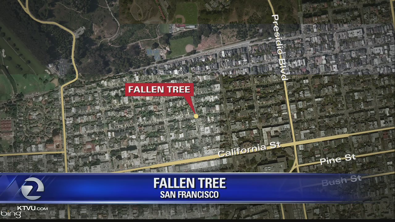 Man and woman taken to trauma center after tree falls on them