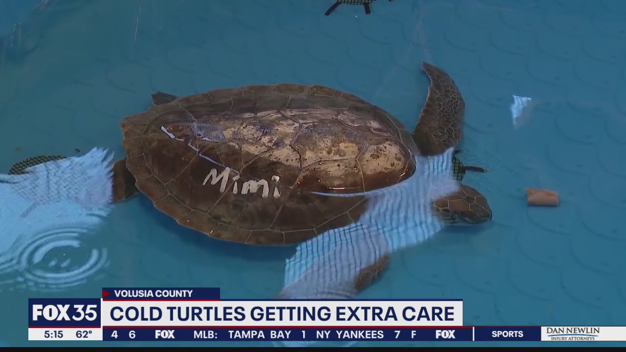 Cold turtles getting extra care