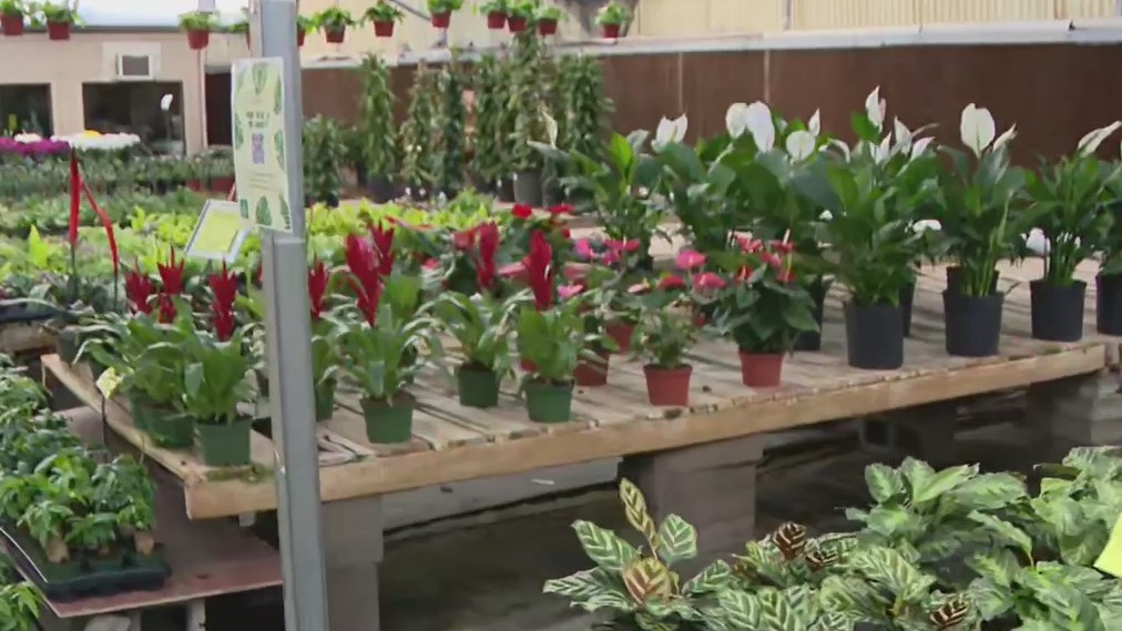 Phoenix nursery offers free plants for teachers, healthcare workers