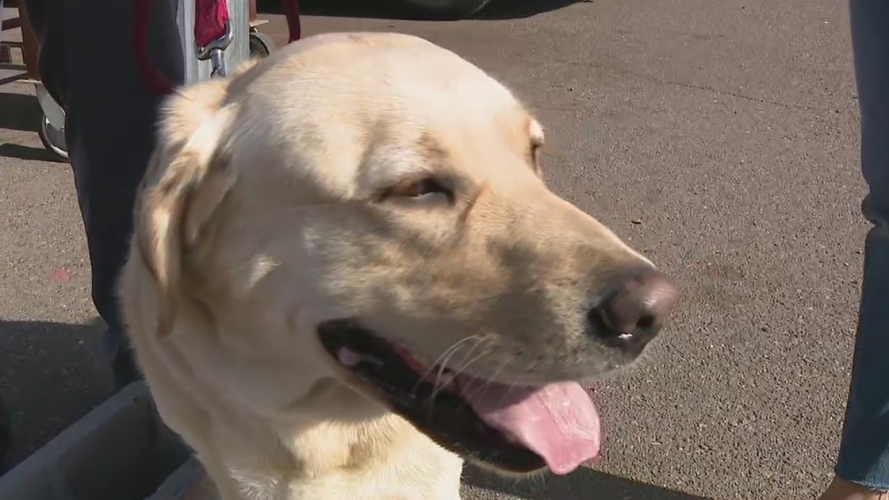 Phoenix arson dog team completes annual certification