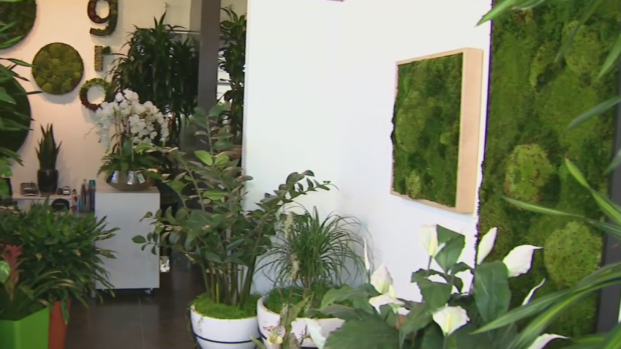 Living plant walls for offices, businesses
