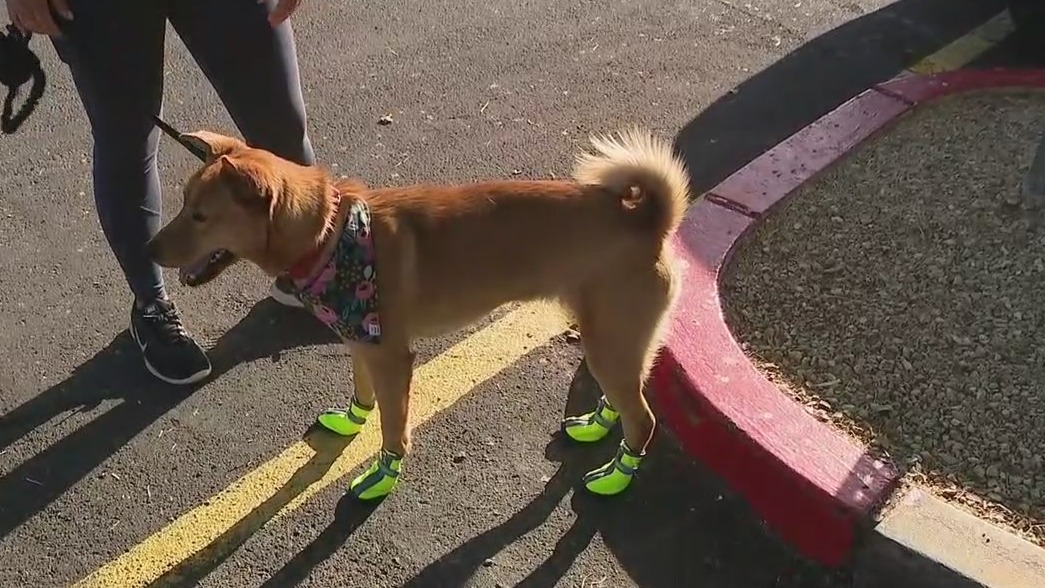 How to protect your dog amid rising temps in Phoenix