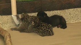 Baby jaguar, baby screamer bird at Wildlife World Zoo