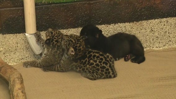 Baby jaguar, baby screamer bird at Wildlife World Zoo