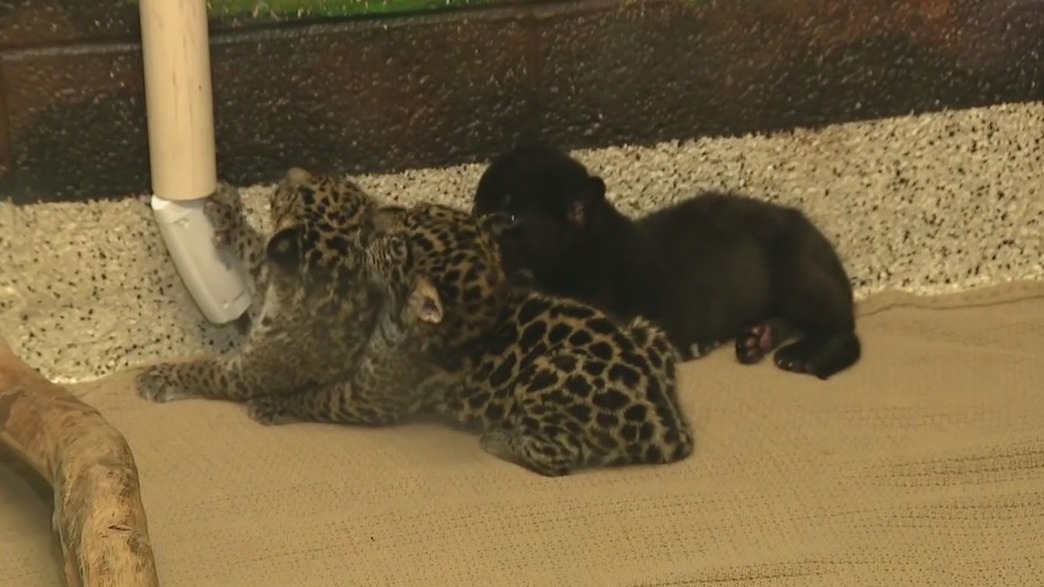 Baby jaguar, baby screamer bird at Wildlife World Zoo