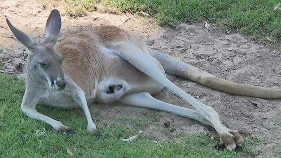 Baby joey kangaroo, capuchin island at Wildlife World Zoo