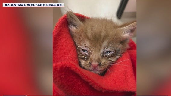 Severely malnourished kitten found inside wall of Valley home