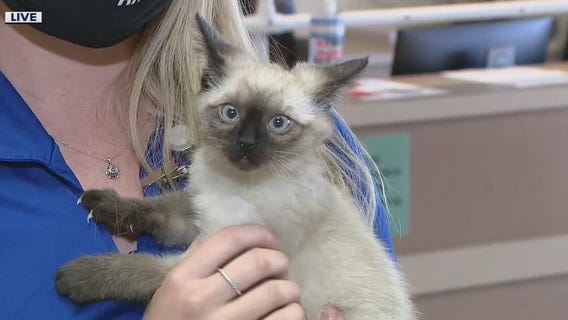 Vaccine Fridays at the Arizona Humane Society