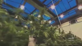 NJ Now: Commerce and cannabis