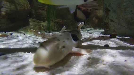Tempe aquarium welcomes 4 baby sharks