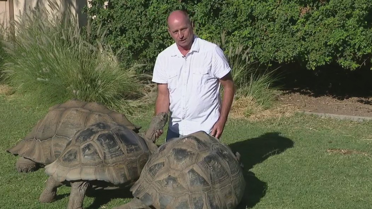 Reward offered to find suspects accused of killing tortoise in Phoenix