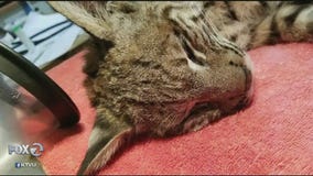 Emaciated bobcat quarantined, lunged at Marin Co. hikers, was likely starving