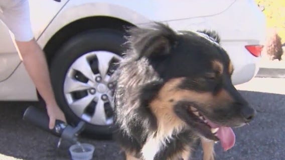 Dogs banned from Phoenix trails when temps reach 100?