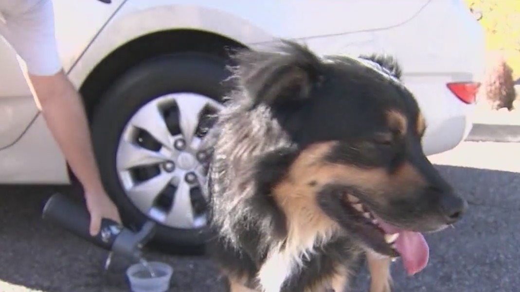 Dogs banned from Phoenix trails when temps reach 100?