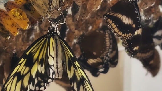 Behind the scenes at Butterfly Wonderland in Scottsdale