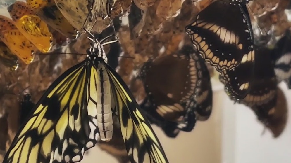 Behind the scenes at Butterfly Wonderland in Scottsdale