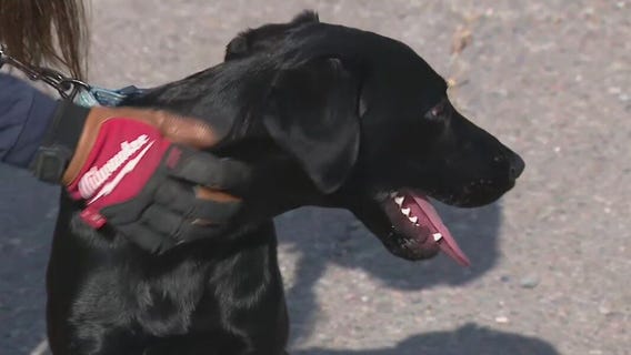 Update on Reef, the Arizona Search Dog