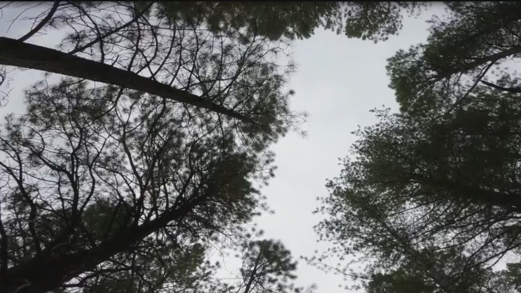 Better Place Forests offers a natural alternative to cemeteries in Flagstaff