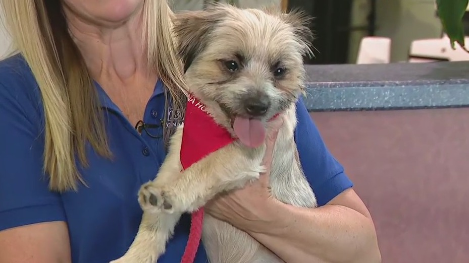 Keeping pets safe and calm during July 4 fireworks