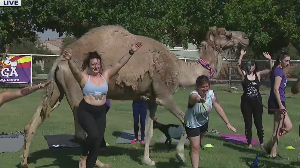 Arizona Goat Yoga