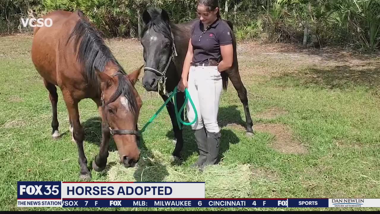 Emaciated horses rescued after FOX 35 News report now adopted