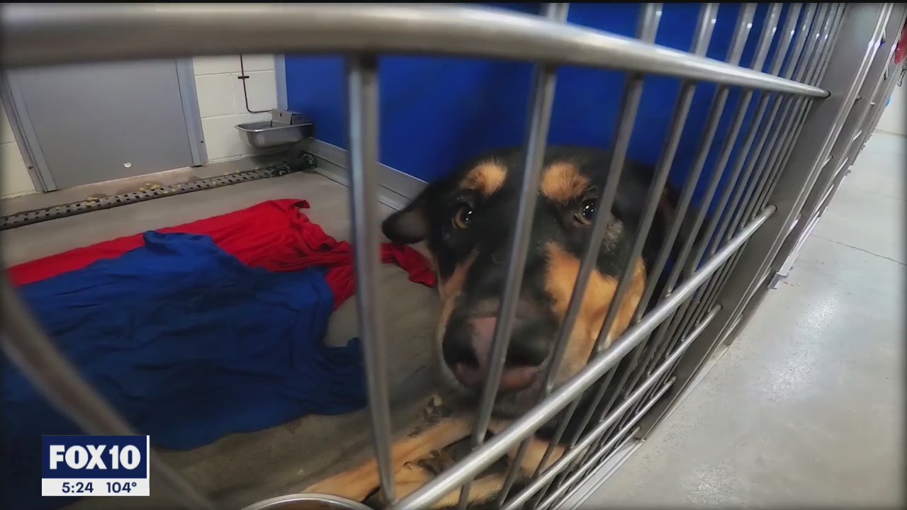 Things pet owners can do to prevent runaway pets over the 4th of July weekend