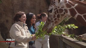 Alex Around Town: Philadelphia Zoo Giraffes