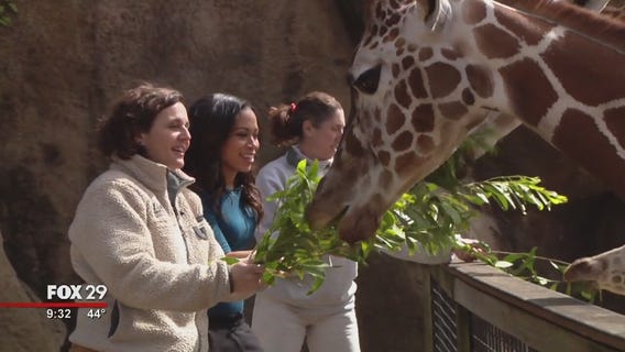 Alex Around Town: Philadelphia Zoo Giraffes