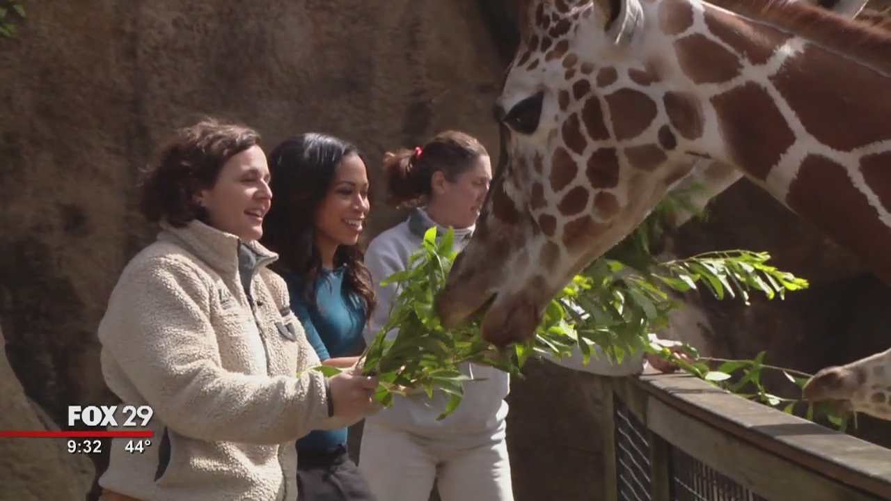 Alex Around Town: Philadelphia Zoo Giraffes