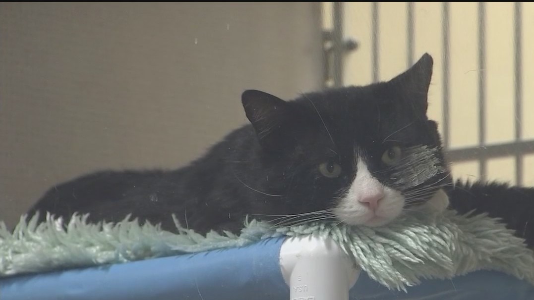 Arizona Humane Society offers free adoptions