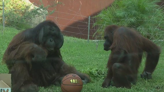 Suns fever at Phoenix Zoo