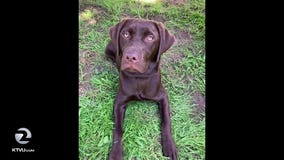 Sonoma couple heartbroken after losing puppy to toxic algae