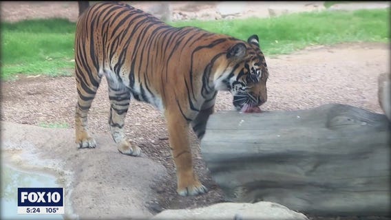Phoenix Zoo celebrates Global Tiger Day with their residential big cats