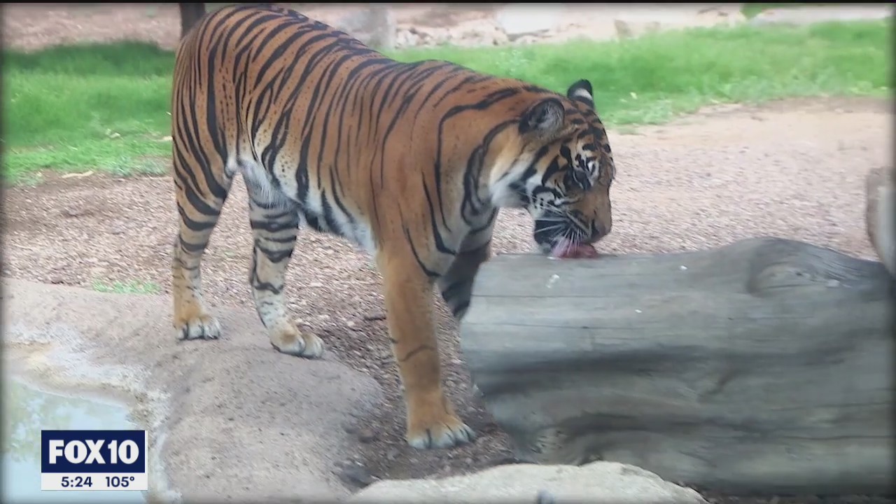 Phoenix Zoo celebrates Global Tiger Day with their residential big cats