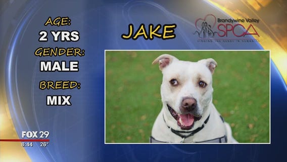 Furever Home: Meet Jake, George, and Sandy!