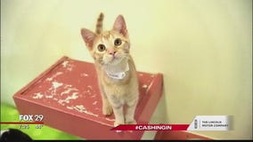 Cashing In: Navigating pet health insurance