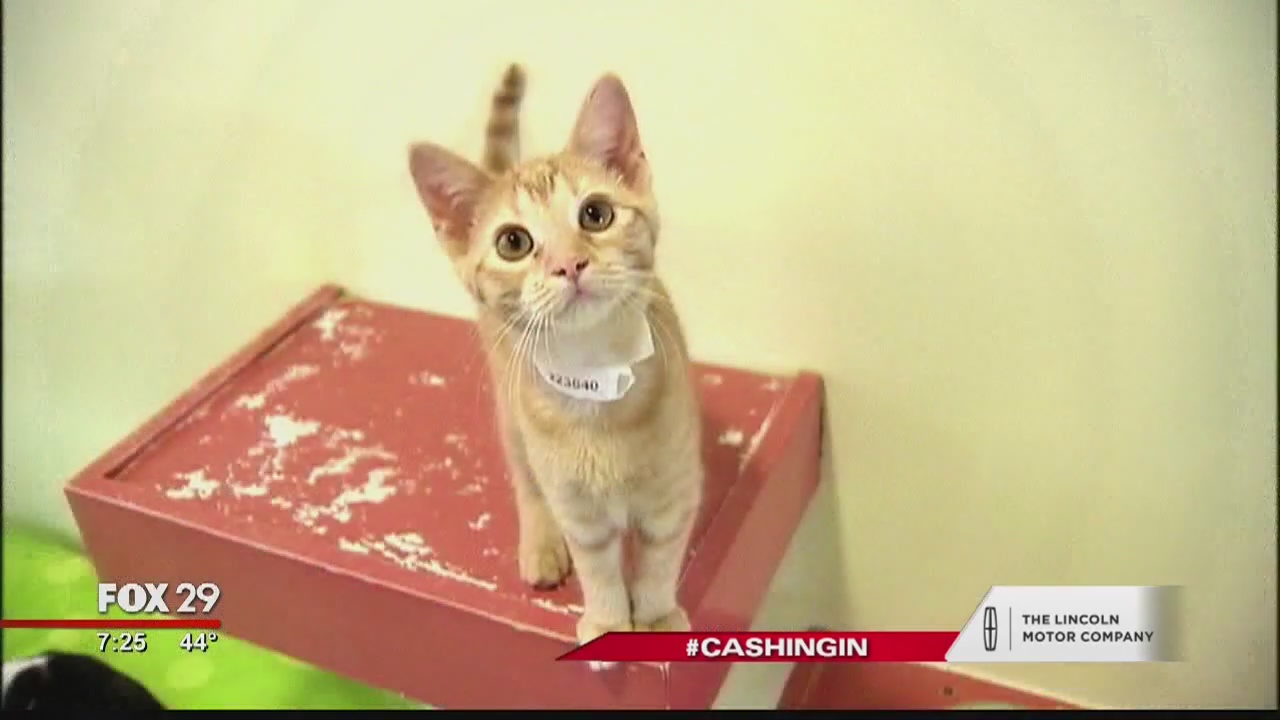 Cashing In: Navigating pet health insurance