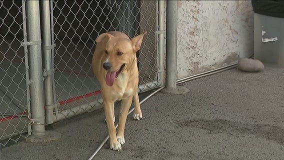 3-year-old dog located in Scottsdale looking for a new home