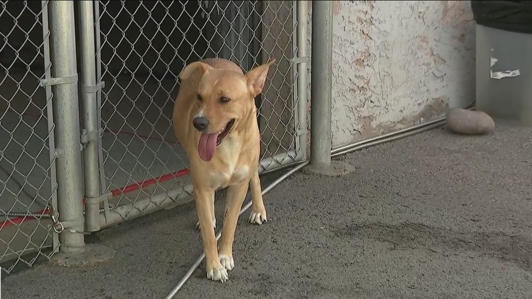 3-year-old dog located in Scottsdale looking for a new home